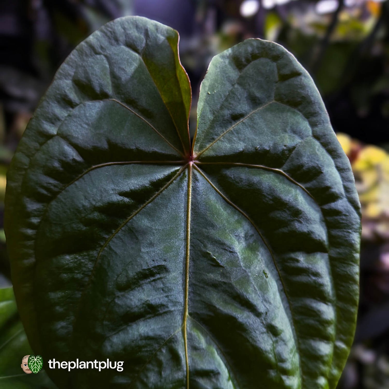 Anthurium #MidnightVelvet x dressleri 'LAS' • two plants