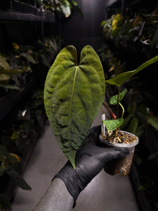 Anthurium #UluruDreams • papillilaminum x dressleri ex. JS x 'Dropbear'
