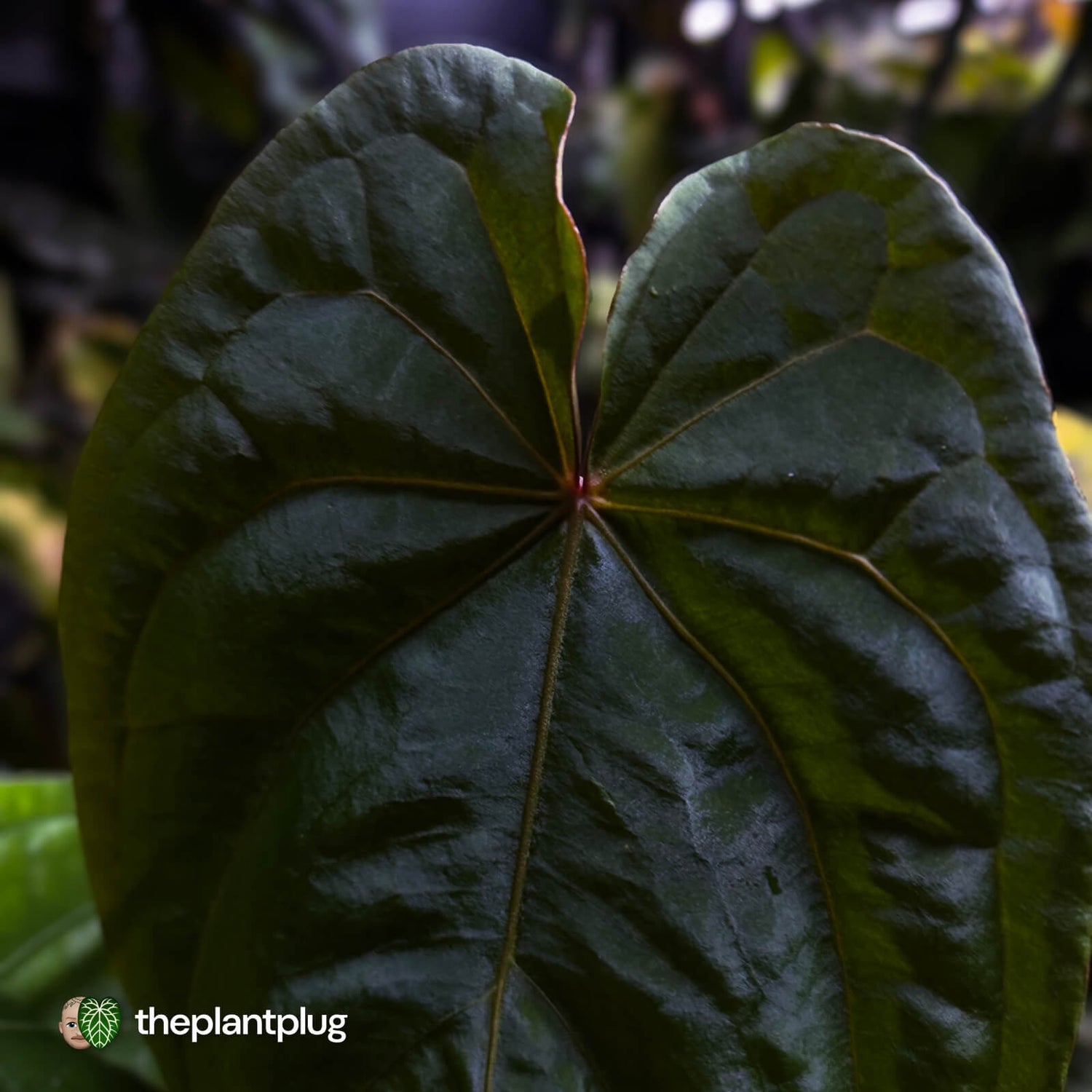 Anthurium #MidnightVelvet x dressleri 'LAS' • two plants