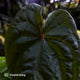 Anthurium #MidnightVelvet x dressleri 'LAS' • two plants