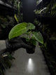 Anthurium (dorayaki x pap hybrid) x (#blackcherry x (pap x dress))
