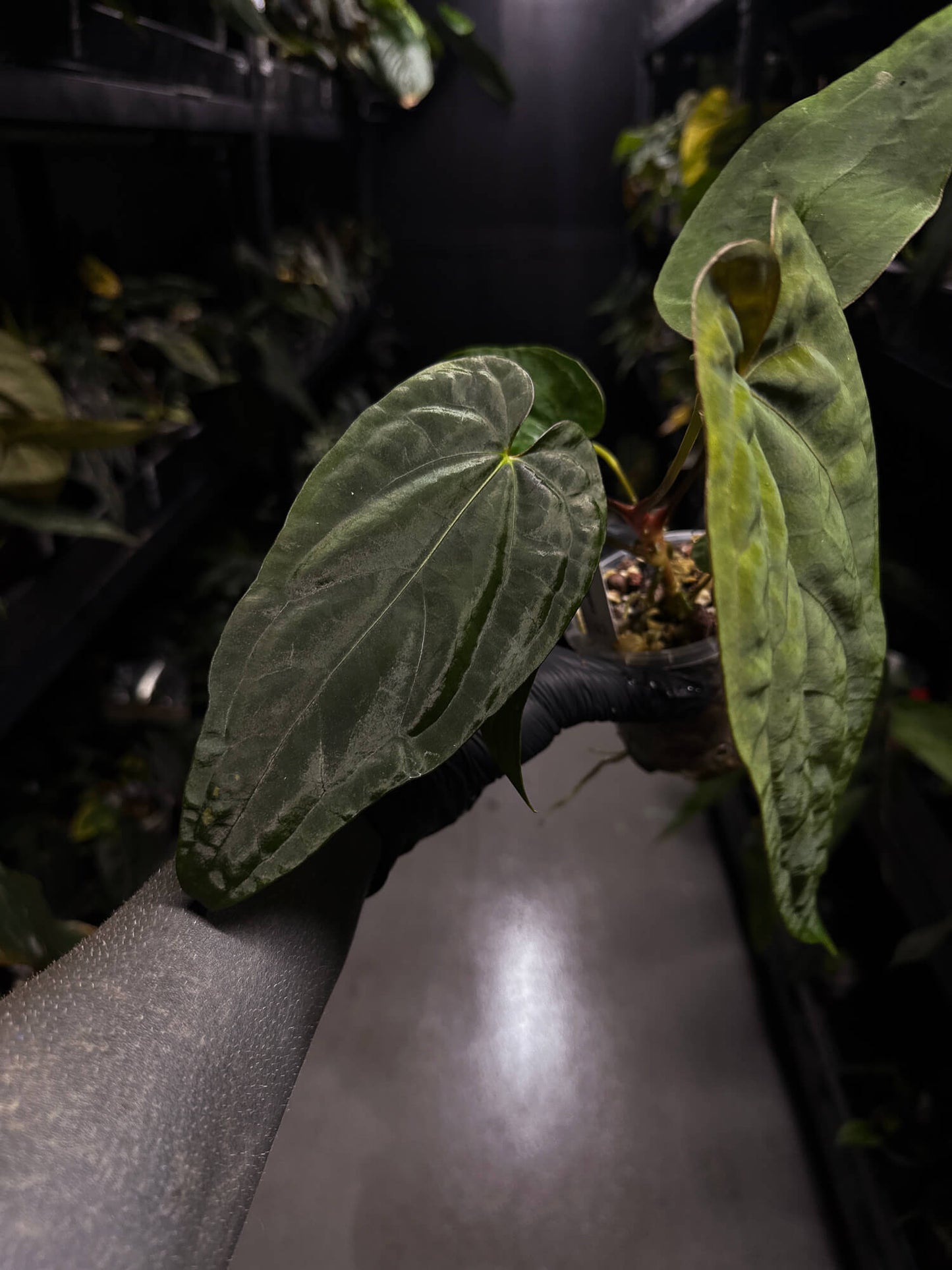 Anthurium #UluruDreams • papillilaminum x dressleri ex. JS x 'Dropbear'