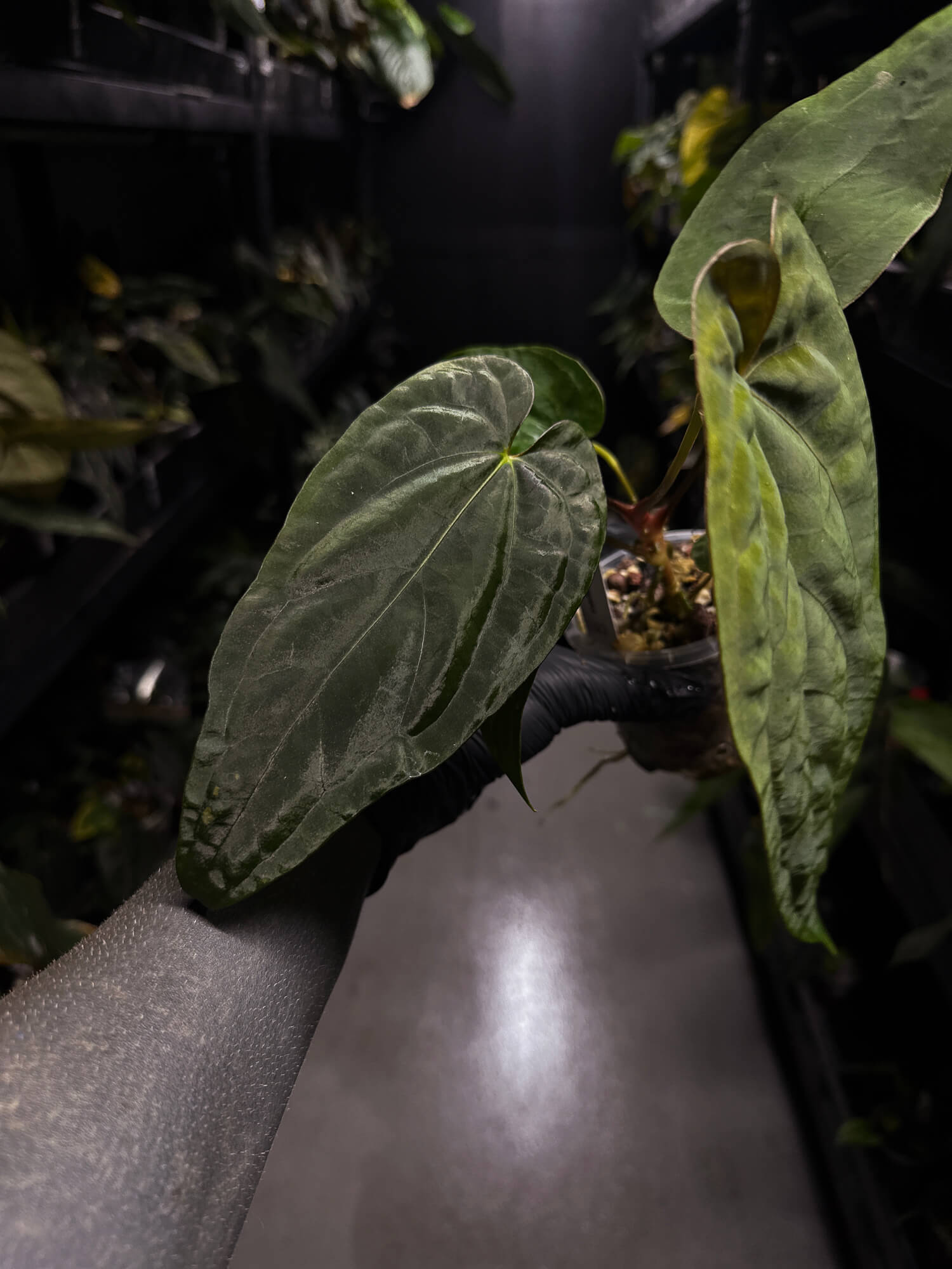 Anthurium #UluruDreams • papillilaminum x dressleri ex. JS x 'Dropbear'