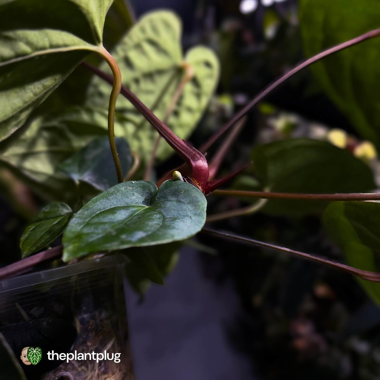 Anthurium #MidnightVelvet x dressleri 'LAS' • two plants