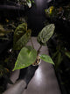 Anthurium #UluruDreams • papillilaminum x dressleri ex. JS x 'Dropbear'