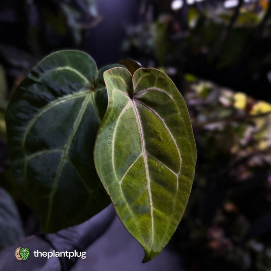 Anthurium 'Red Crystal' x 'Bloodmoon' 🩸
