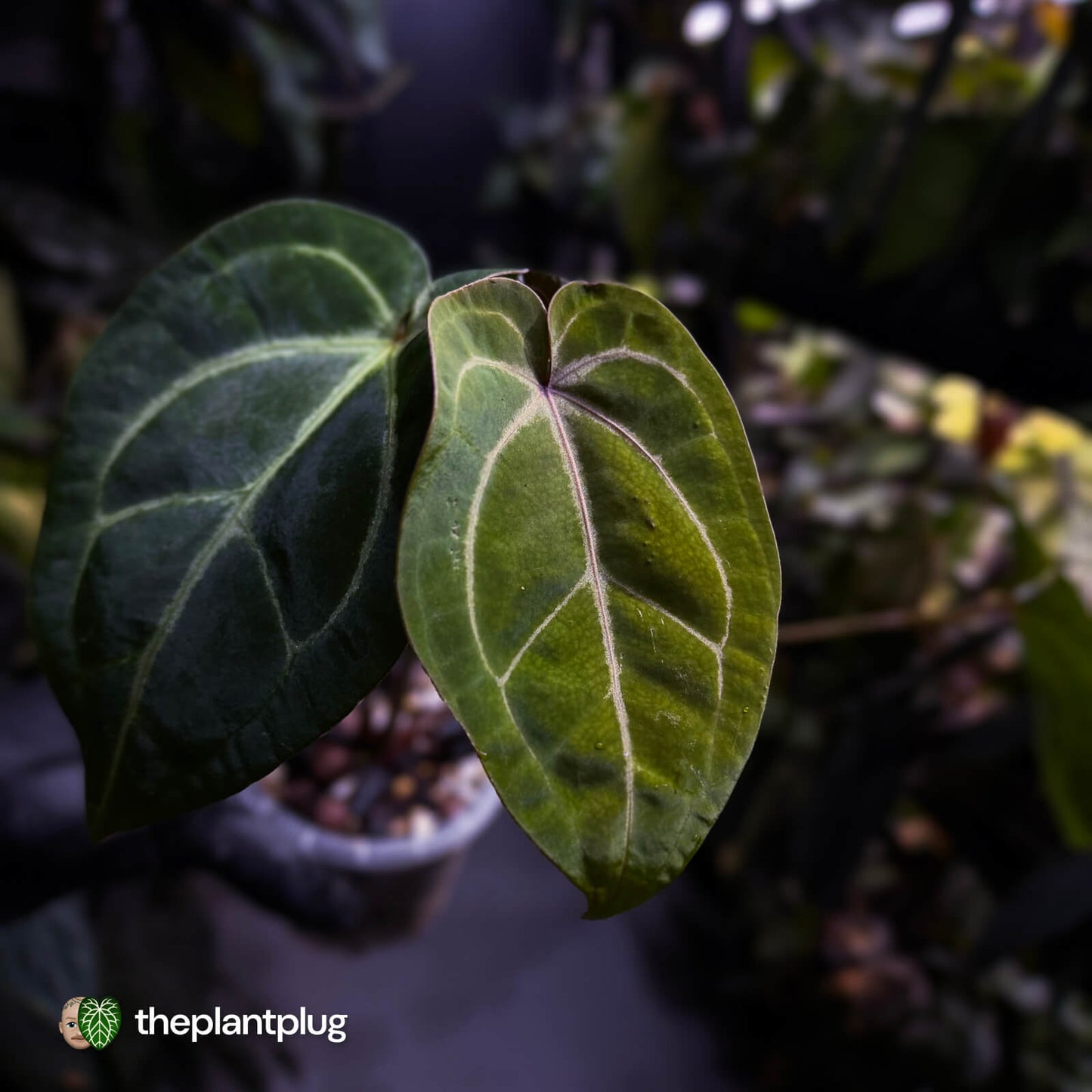 Anthurium 'Red Crystal' x 'Bloodmoon' 🩸