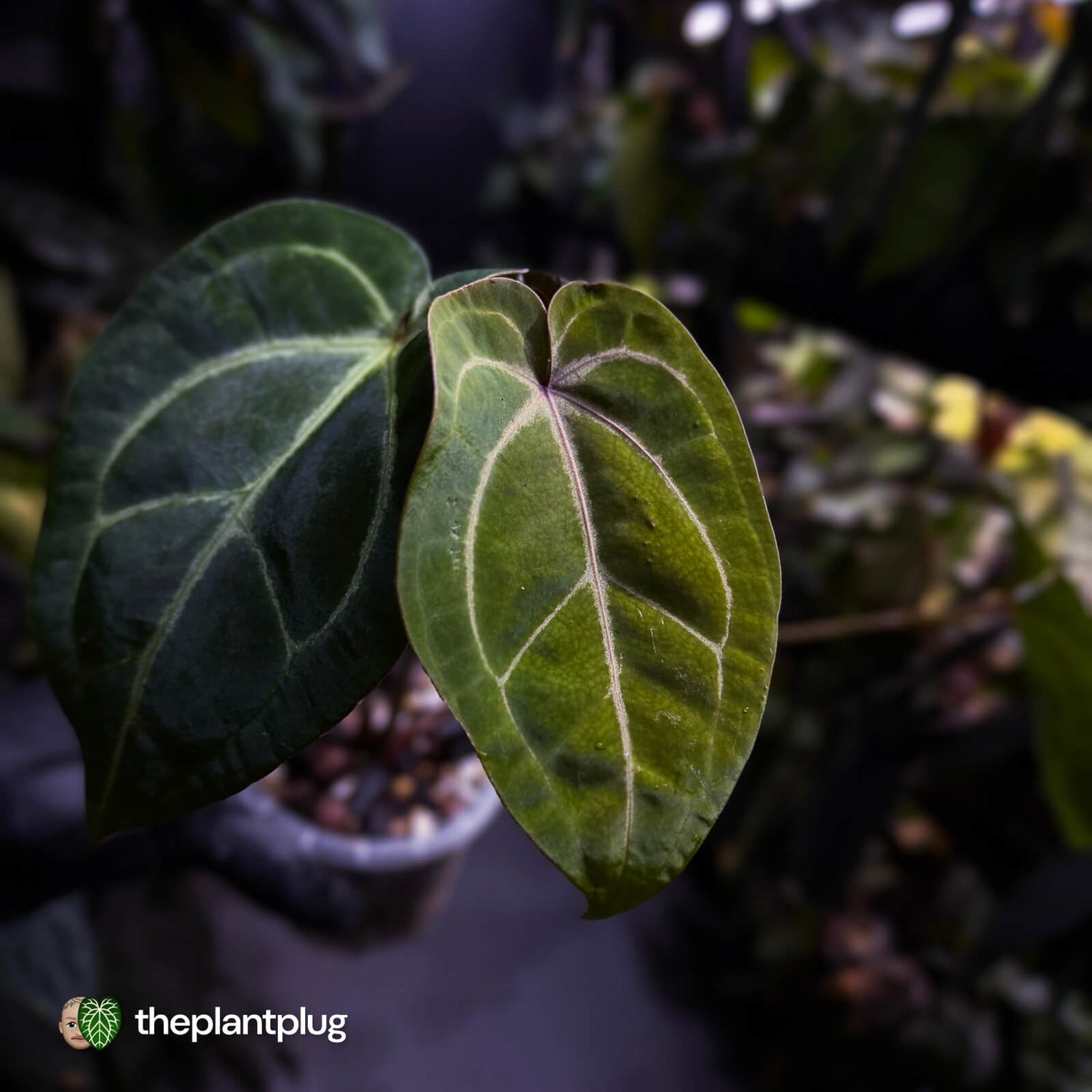 Anthurium 'Red Crystal' x 'Bloodmoon' 🩸
