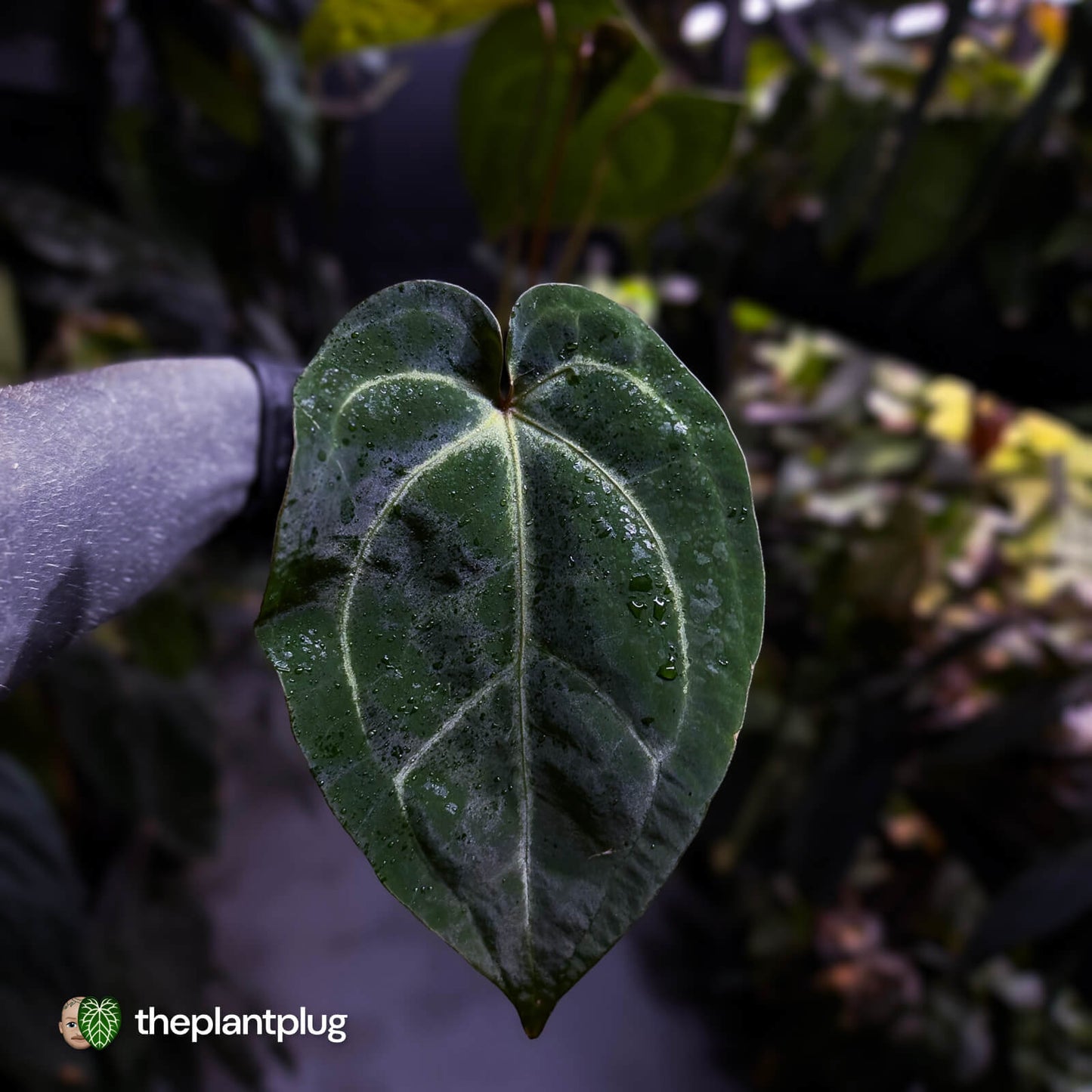 Anthurium 'Red Crystal' x 'Bloodmoon' 🩸