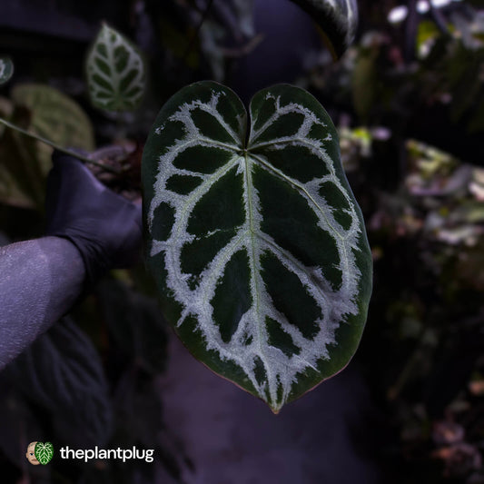 Anthurium #HildersCrystallinum 'Thick Veins' ⚡
