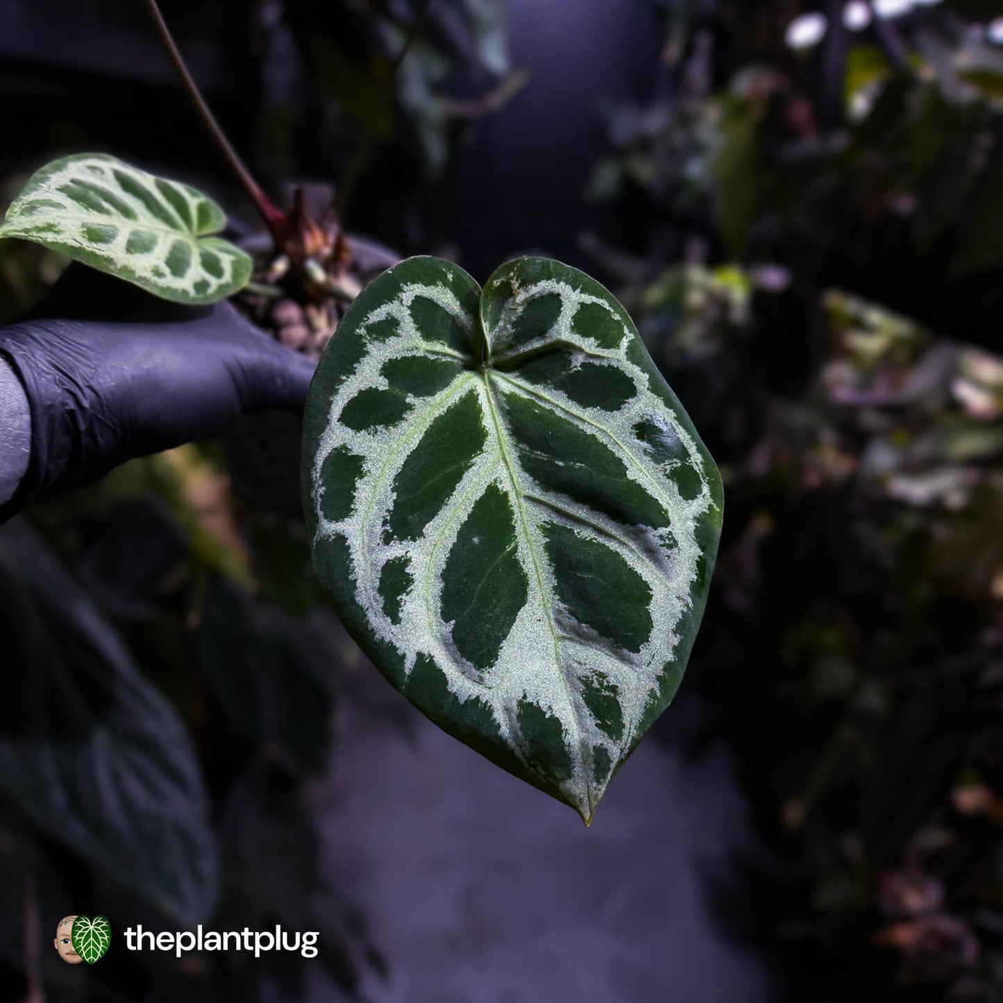 Anthurium #HildersCrystallinum 'Thick Veins' ⚡