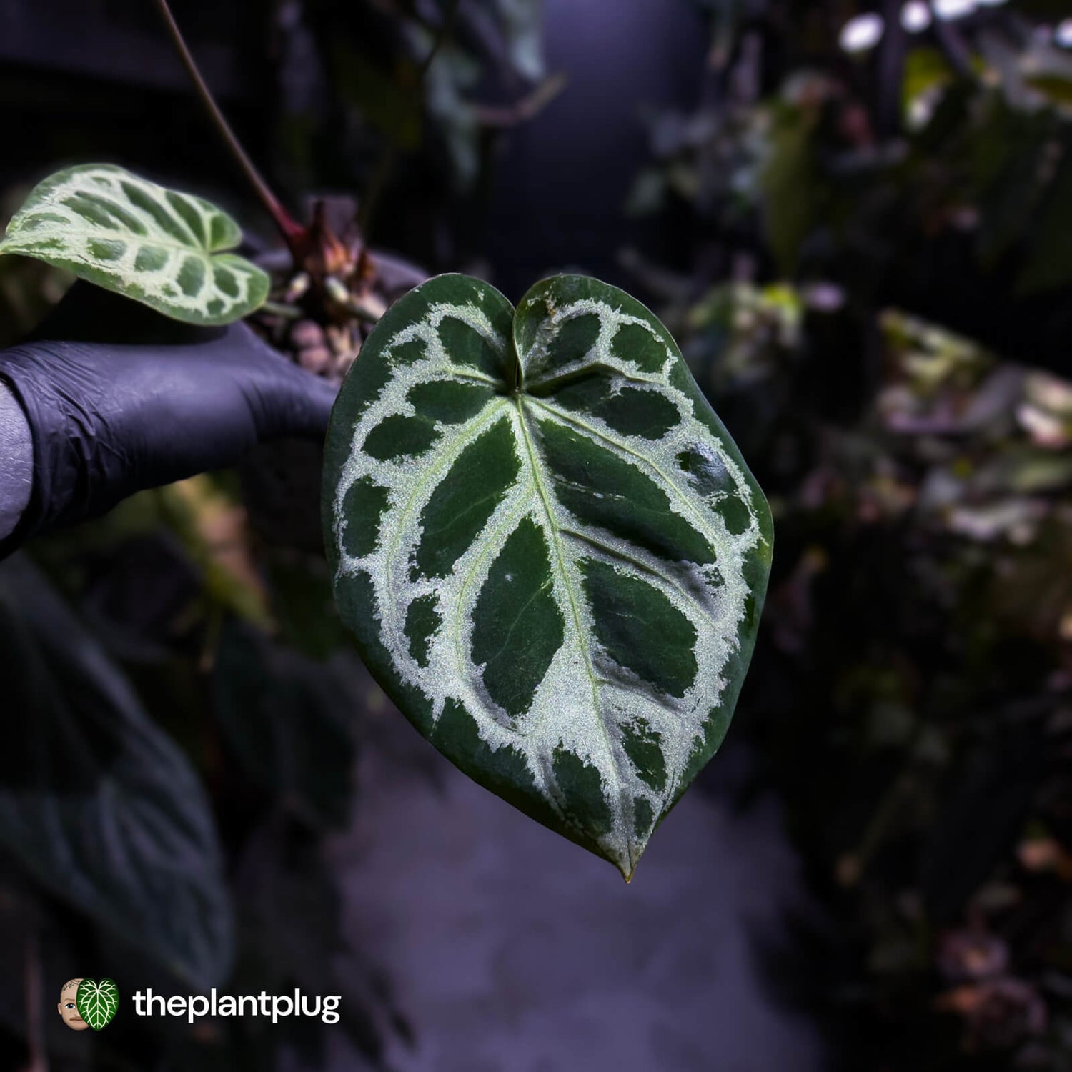 Anthurium #HildersCrystallinum 'Thick Veins' ⚡