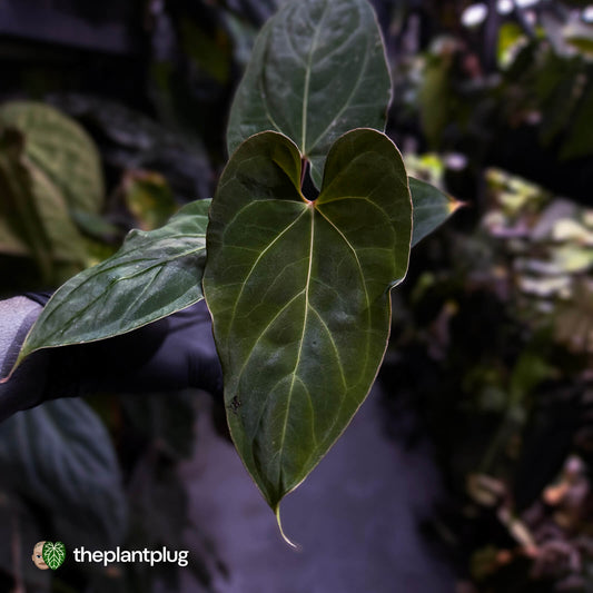 Anthurium besseae aff 'Elektra' x sp. 'Peru Velvet'
