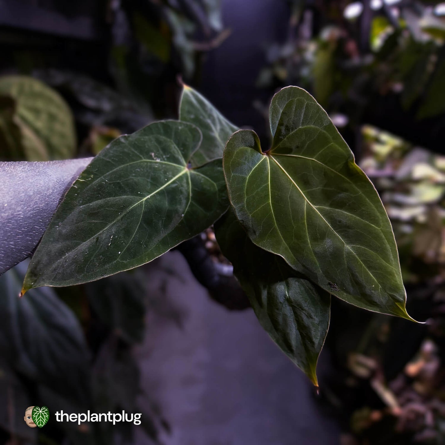 Anthurium besseae aff 'Elektra' x sp. 'Peru Velvet'