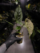 Anthurium #UluruDreams • select plant