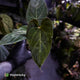 Anthurium besseae aff 'Elektra' x sp. 'Peru Velvet'