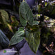 Anthurium besseae aff 'Elektra' x sp. 'Peru Velvet'