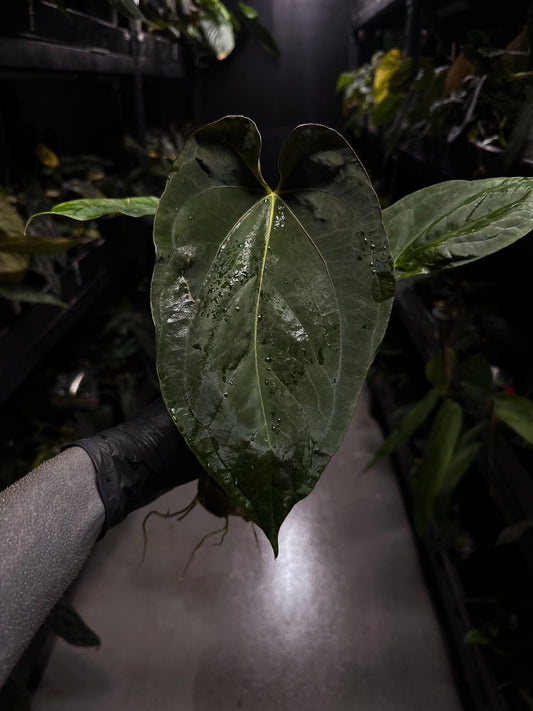 Anthurium #UluruDreams • papillilaminum x dressleri ex. JS x 'Dropbear'