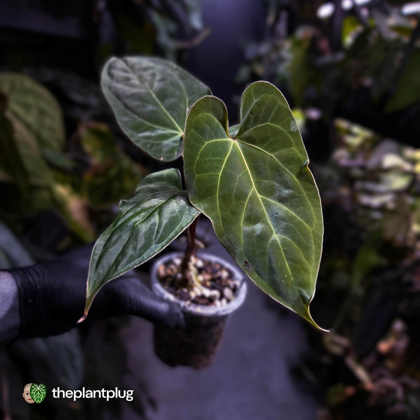 Anthurium besseae aff 'Elektra' x sp. 'Peru Velvet'