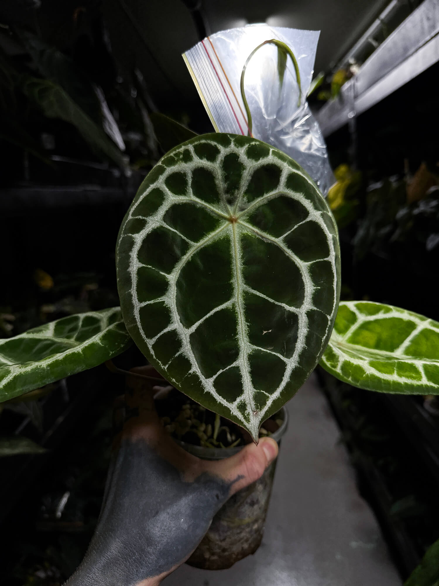 Anthurium 'Diamond Forgetii' • selected clone