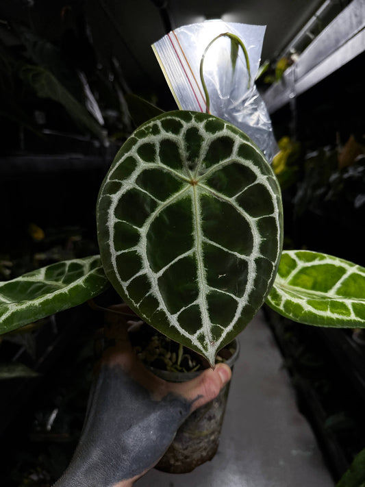 Anthurium 'Diamond Forgetii' • selected clone