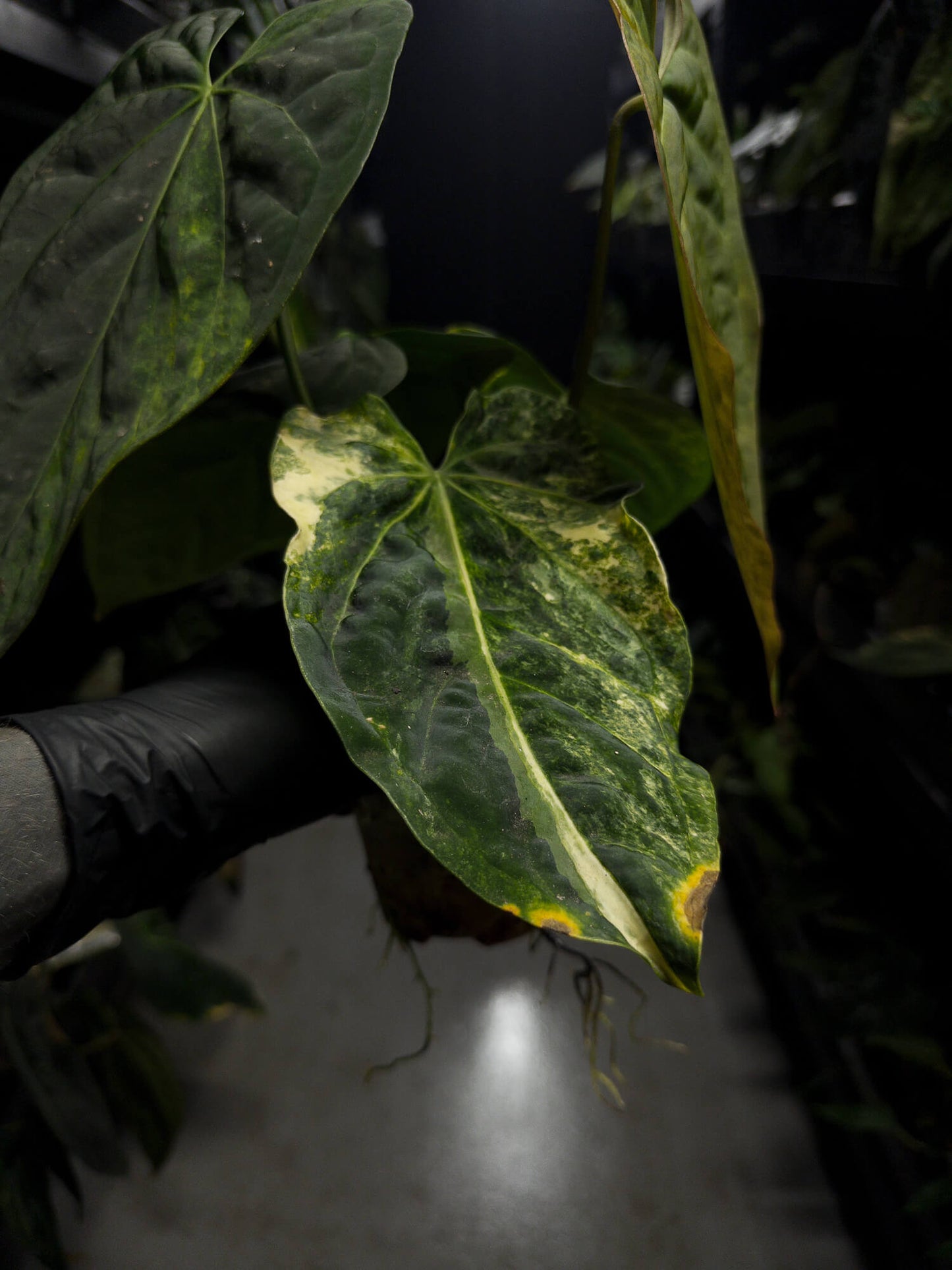 Anthurium forgetii hybrid x hoffmanii hybrid • variegated specimen plant