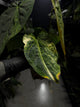Anthurium forgetii hybrid x hoffmanii hybrid • variegated specimen plant