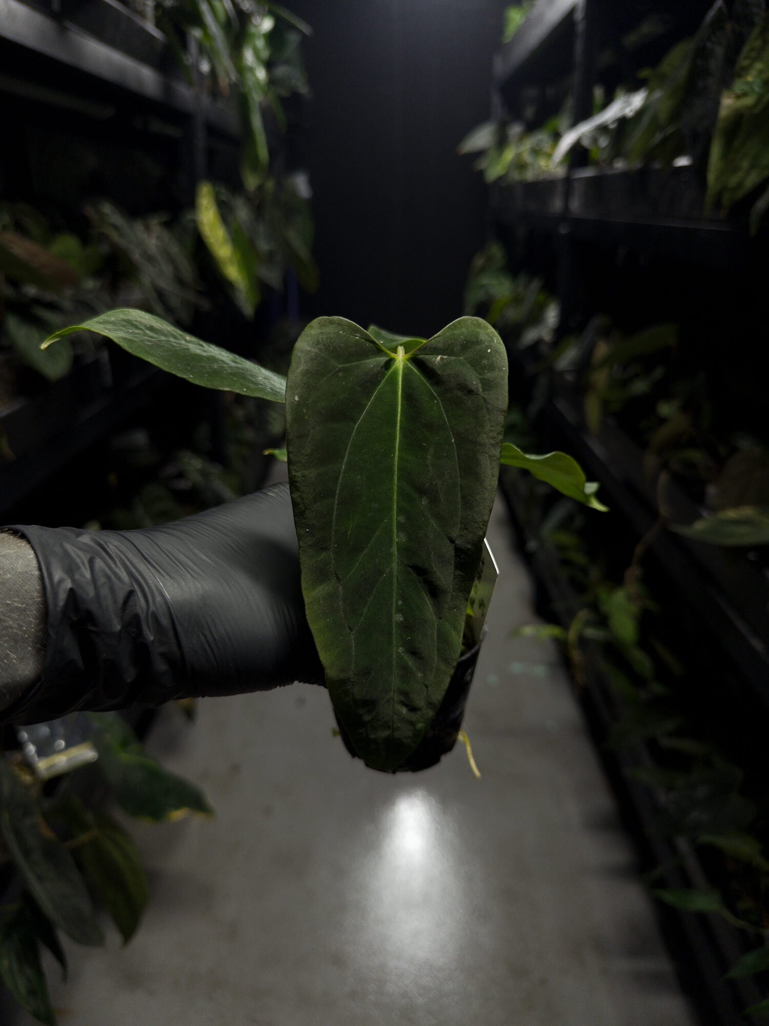 Anthurium papillilaminum (('FS' x 'RL') x ('FS' x self)) x self • select plant