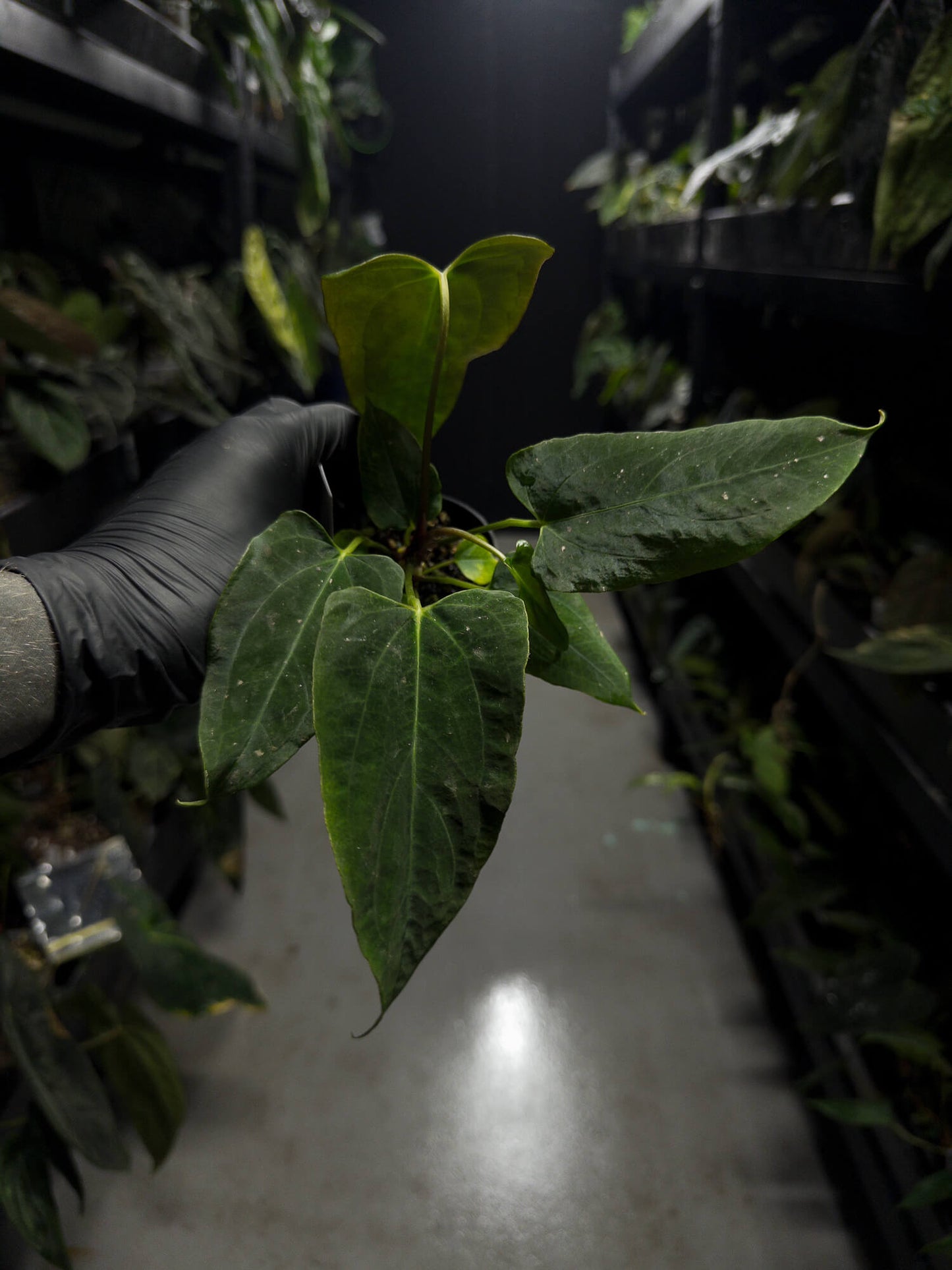 Anthurium papillilaminum (('FS' x 'RL') x ('FS' x self)) x self • select plant