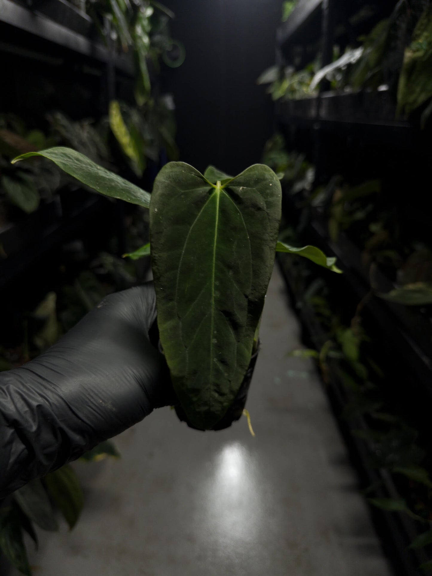 Anthurium papillilaminum (('FS' x 'RL') x ('FS' x self)) x self • select plant