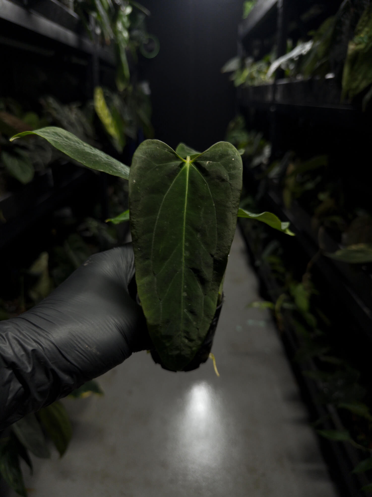 Anthurium papillilaminum (('FS' x 'RL') x ('FS' x self)) x self • select plant