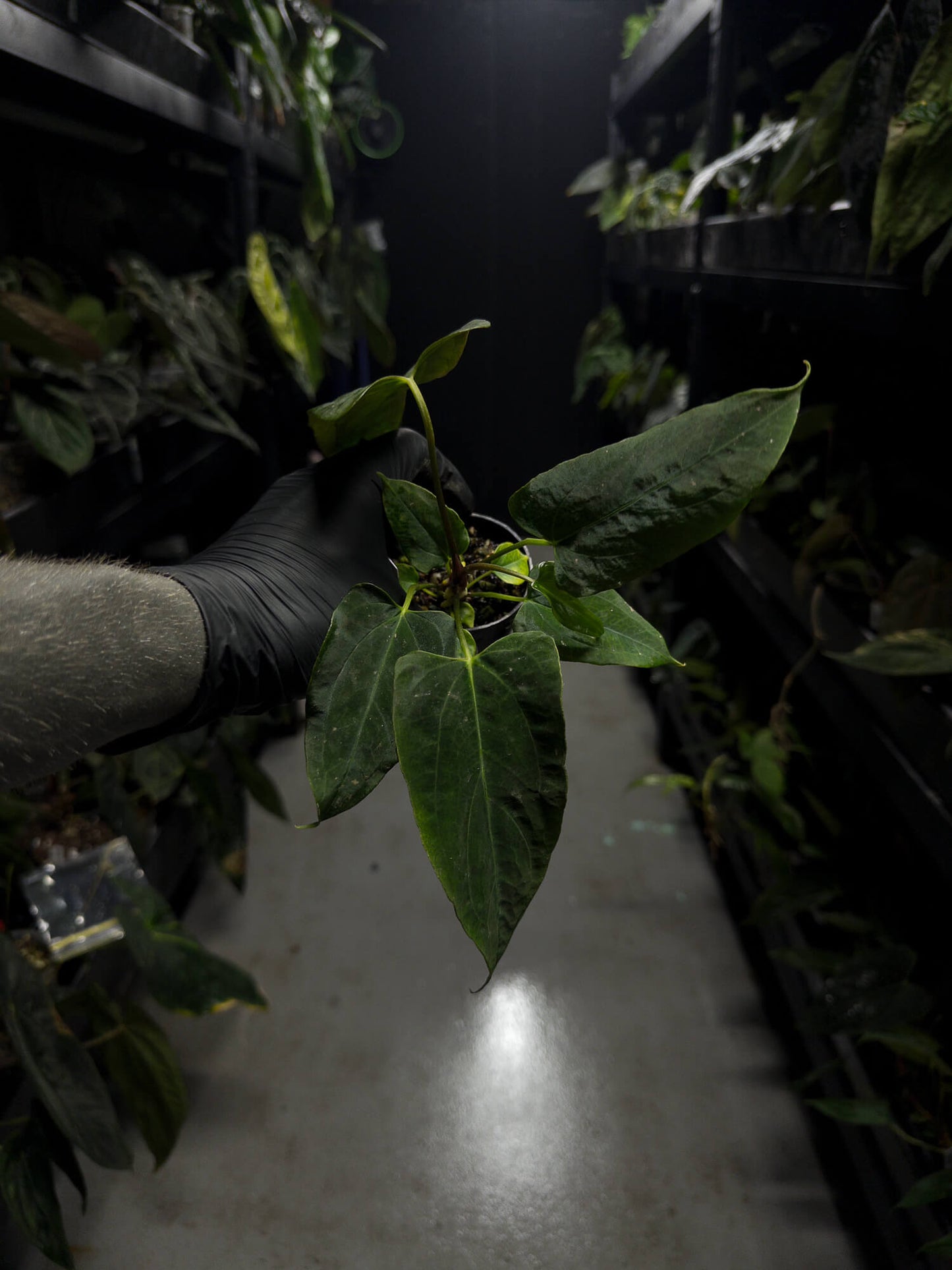 Anthurium papillilaminum (('FS' x 'RL') x ('FS' x self)) x self • select plant