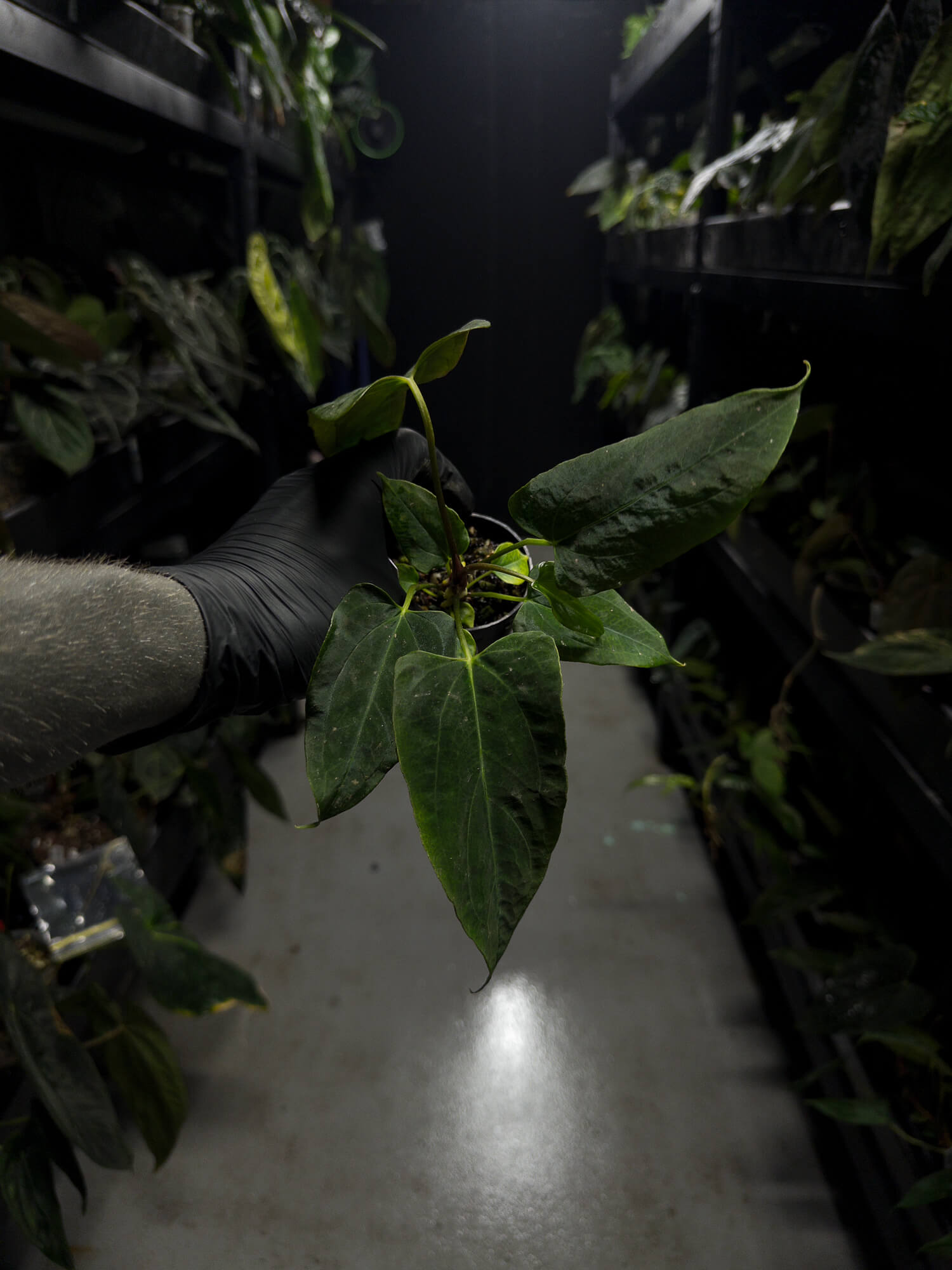 Anthurium papillilaminum (('FS' x 'RL') x ('FS' x self)) x self • select plant