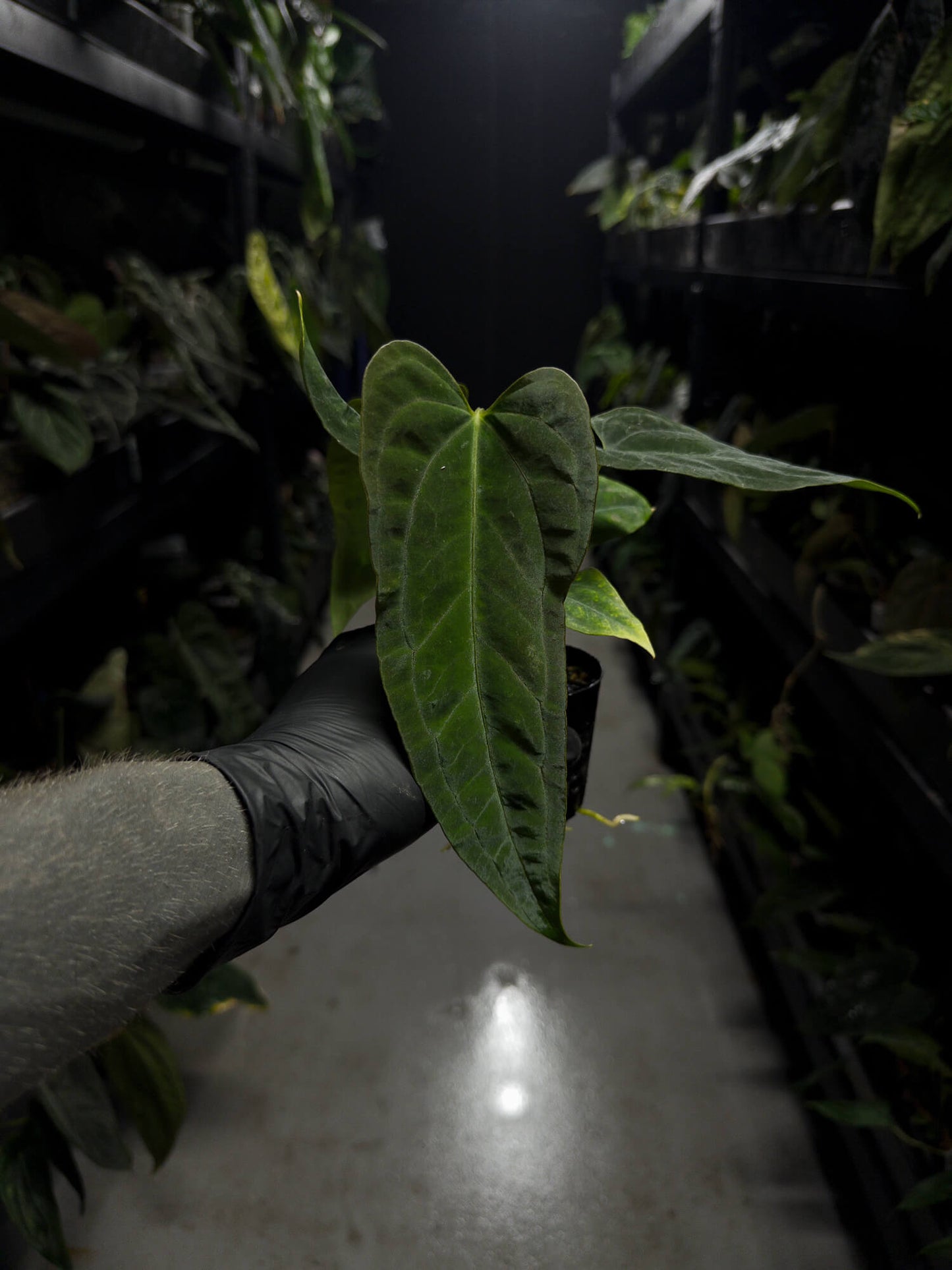 Anthurium papillilaminum (('FS' x 'RL') x ('FS' x self)) x self • select plant