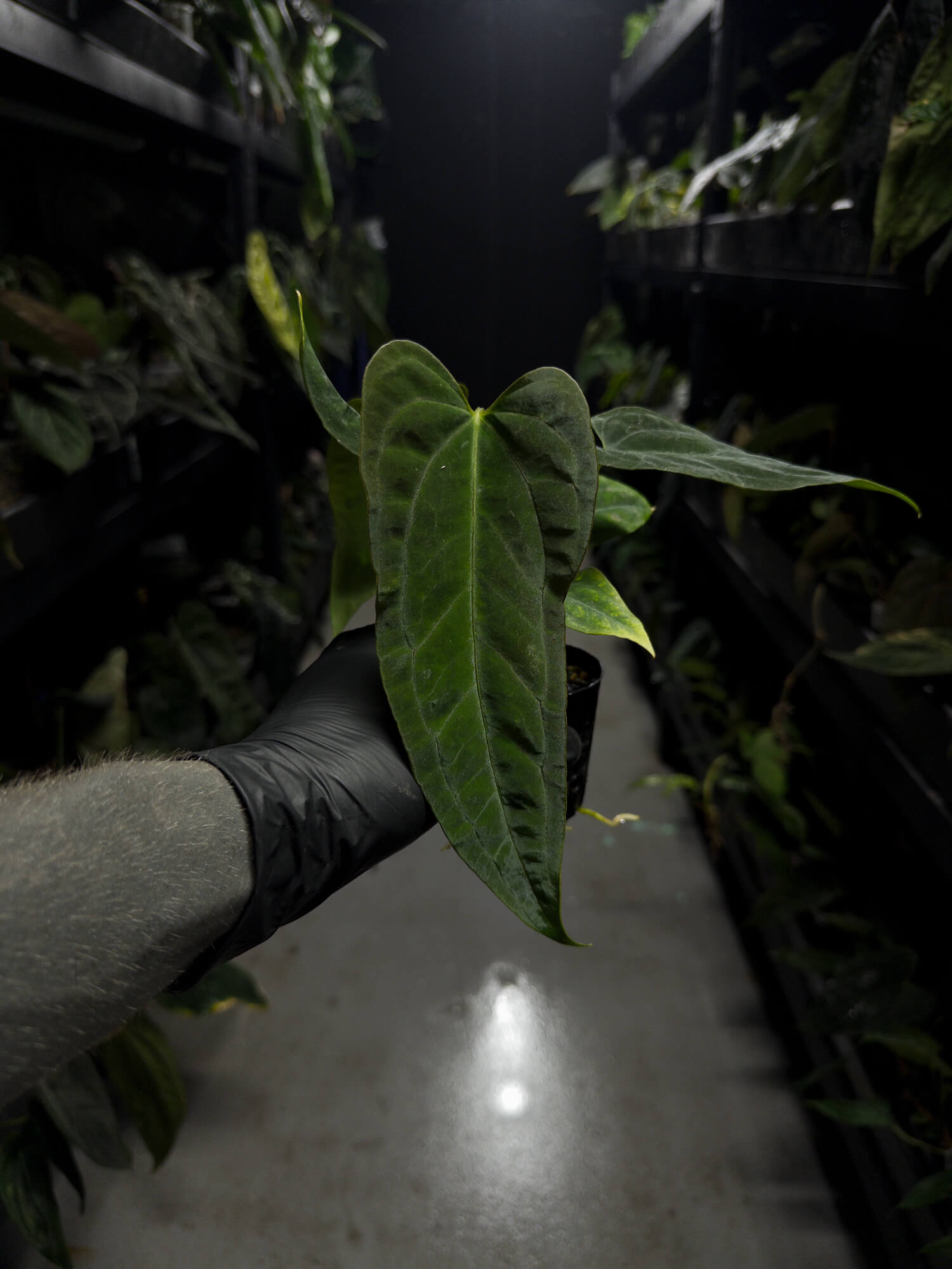 Anthurium papillilaminum (('FS' x 'RL') x ('FS' x self)) x self • select plant