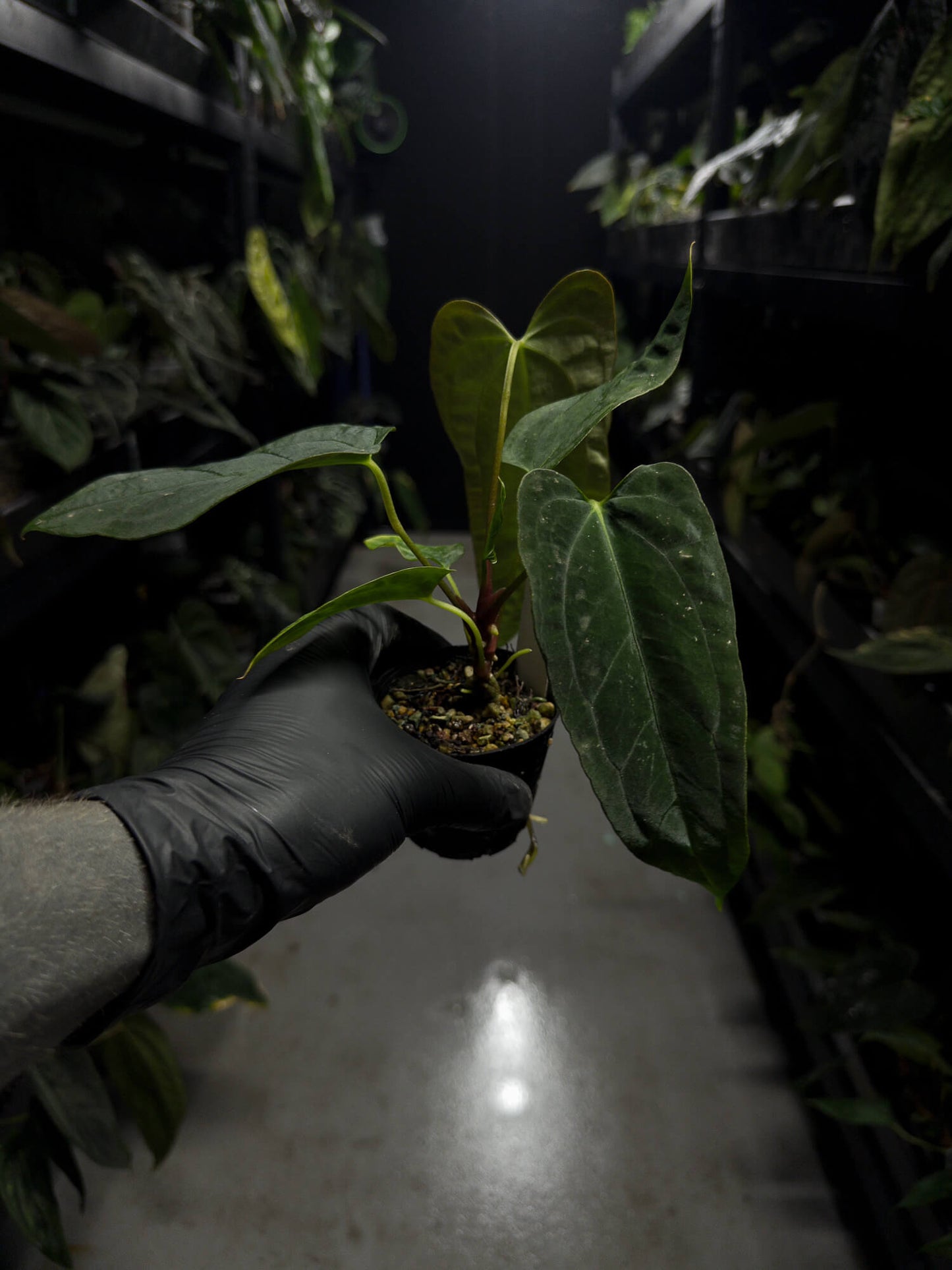 Anthurium papillilaminum (('FS' x 'RL') x ('FS' x self)) x self • select plant