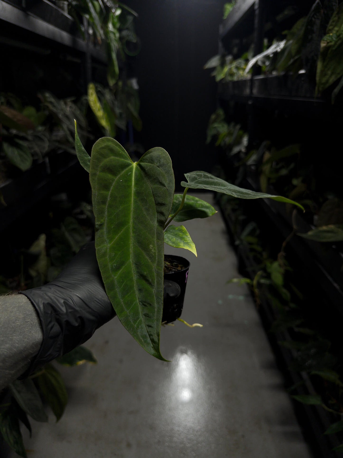 Anthurium papillilaminum (('FS' x 'RL') x ('FS' x self)) x self • select plant