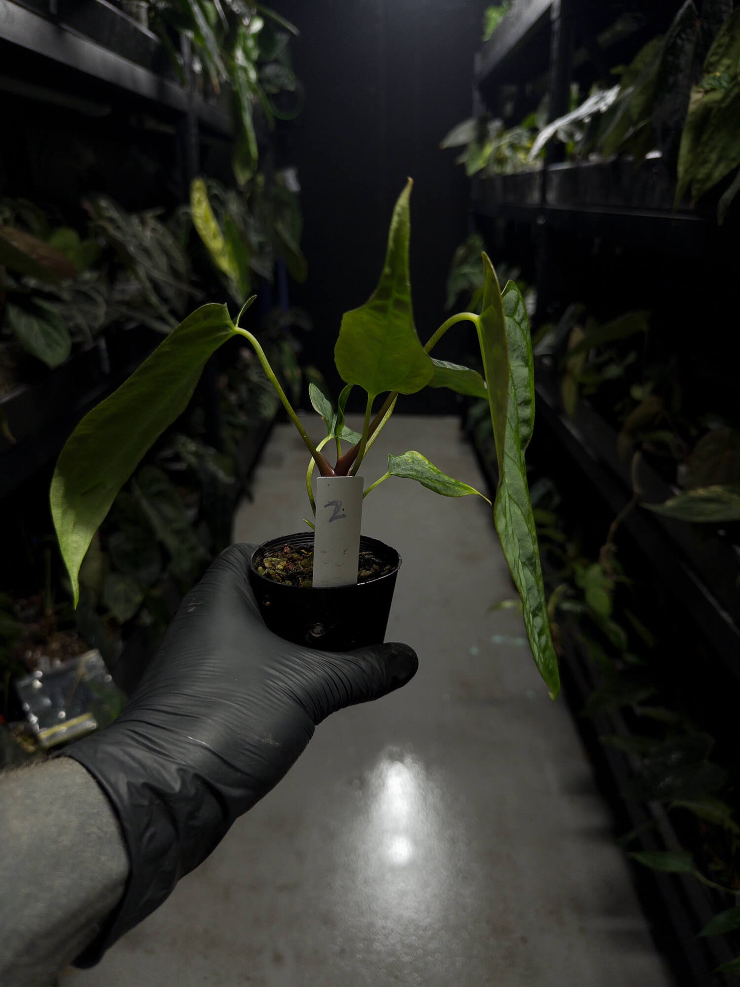 Anthurium papillilaminum (('FS' x 'RL') x ('FS' x self)) x self • select plant