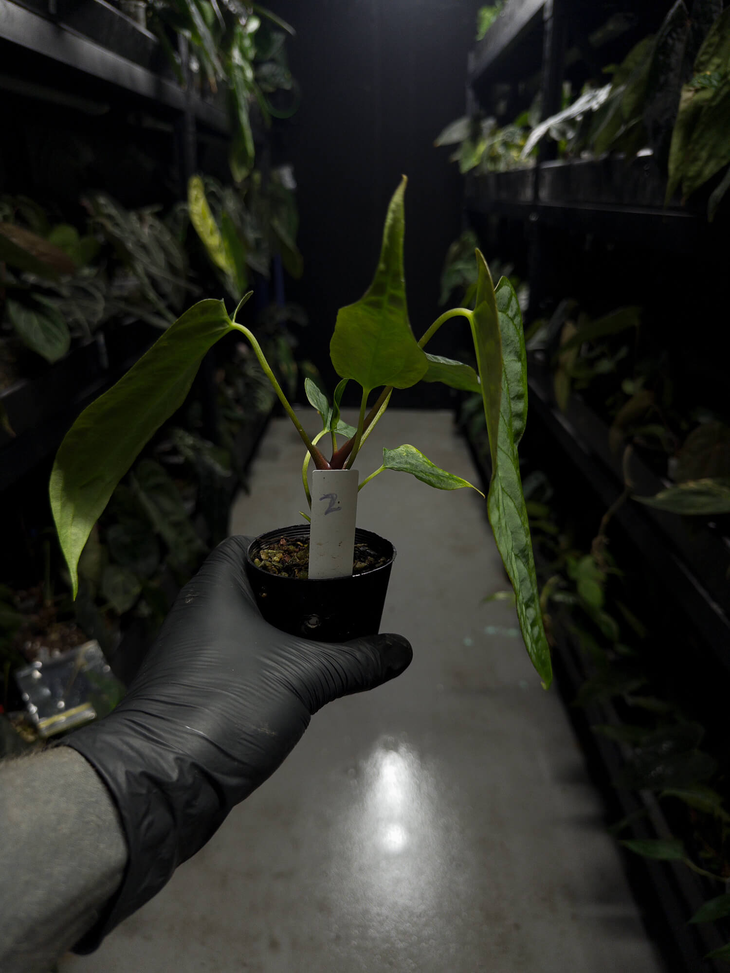 Anthurium papillilaminum (('FS' x 'RL') x ('FS' x self)) x self • select plant