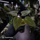Anthurium 'Portillae' x papillilaminum