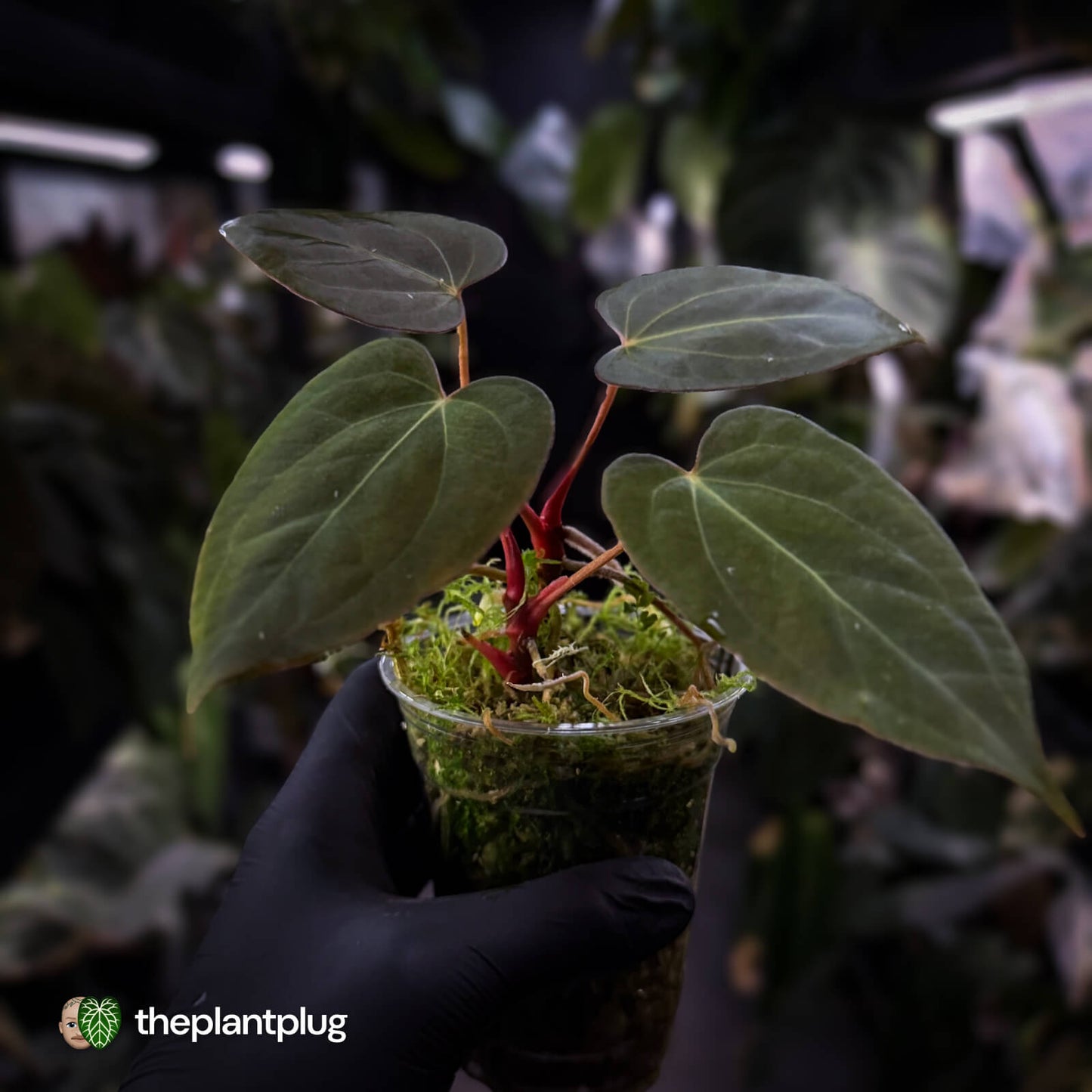 Anthurium 'Portillae' x papillilaminum