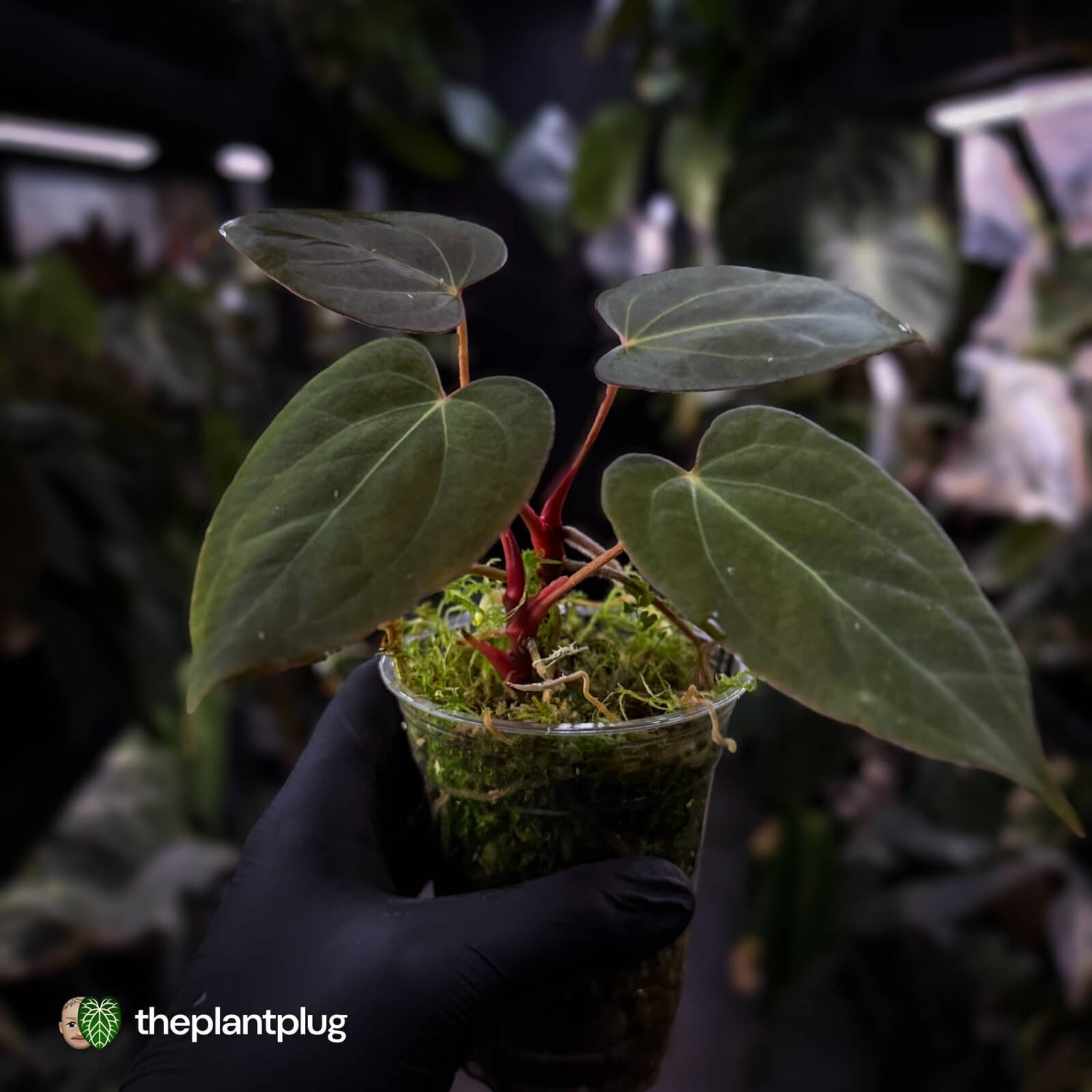 Anthurium 'Portillae' x papillilaminum