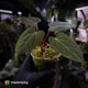 Anthurium 'Portillae' x papillilaminum