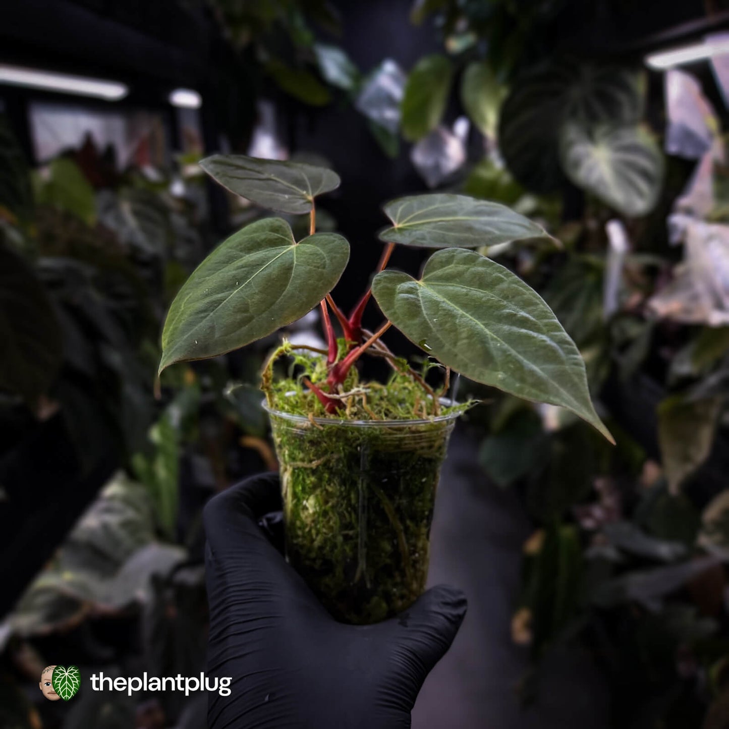 Anthurium 'Portillae' x papillilaminum