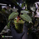 Anthurium 'Portillae' x papillilaminum