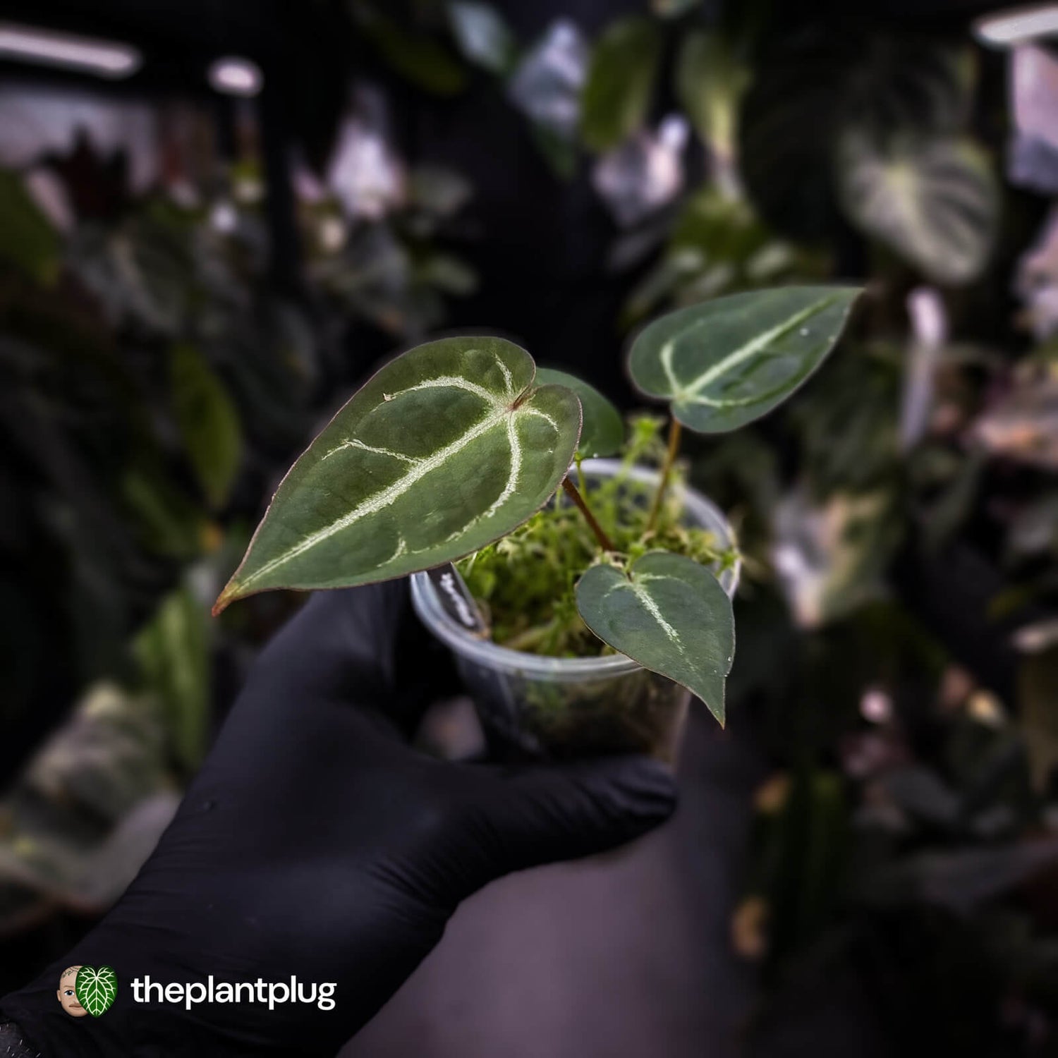 Anthurium 'Bigfoot'