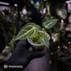 Anthurium 'Bigfoot'