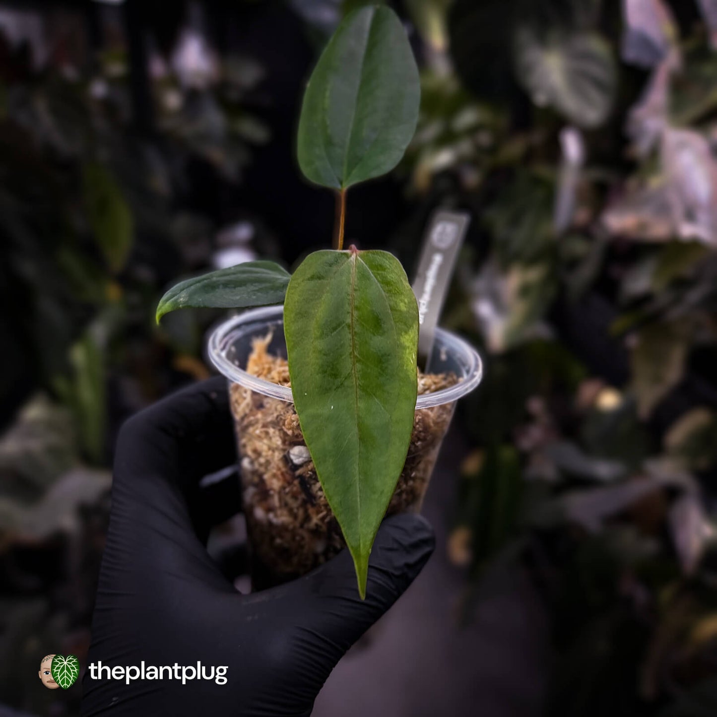 Anthurium 'Indo Port' x (pap 'FS' x 'RVDP')