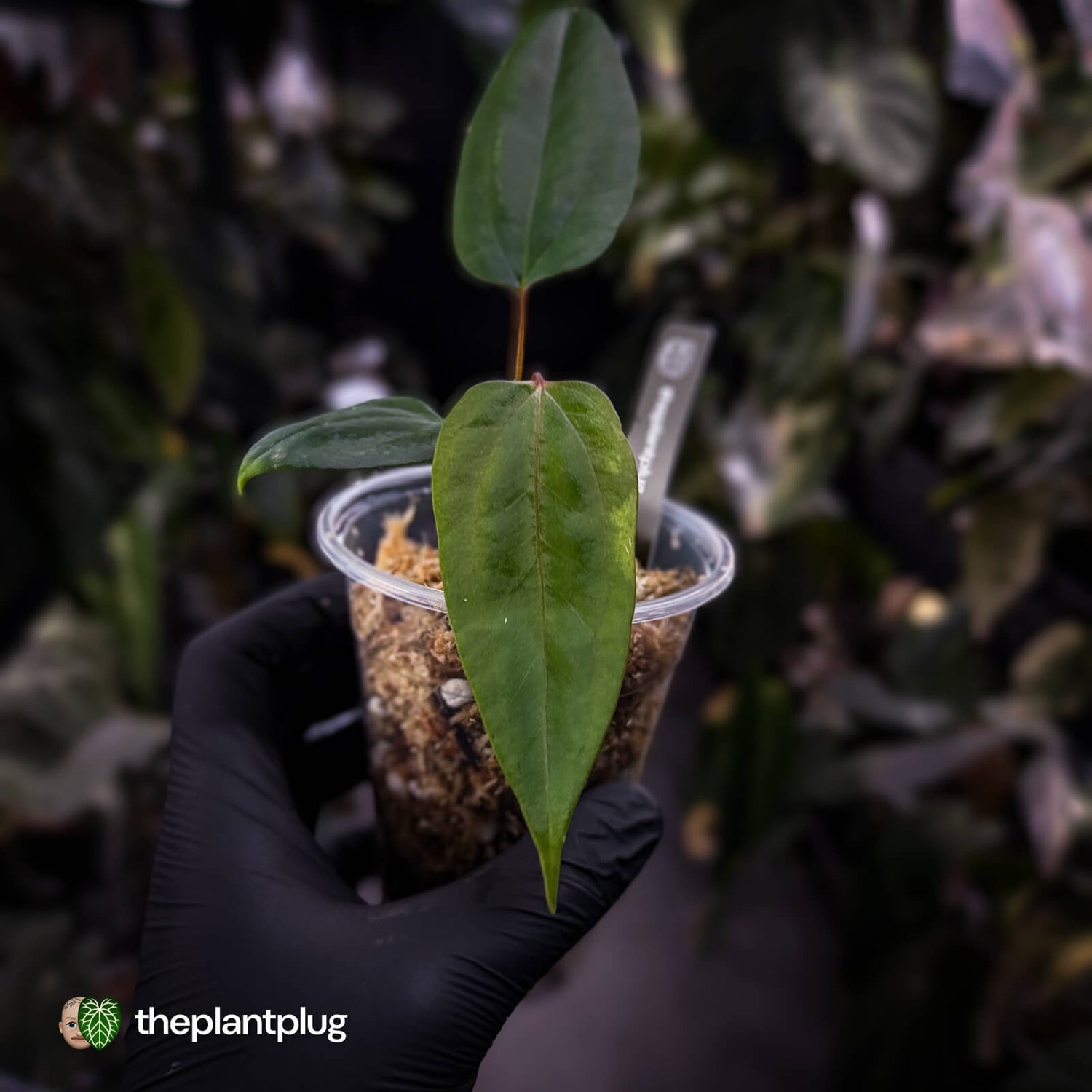 Anthurium 'Indo Port' x (pap 'FS' x 'RVDP')