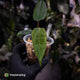 Anthurium 'Indo Port' x (pap 'FS' x 'RVDP')